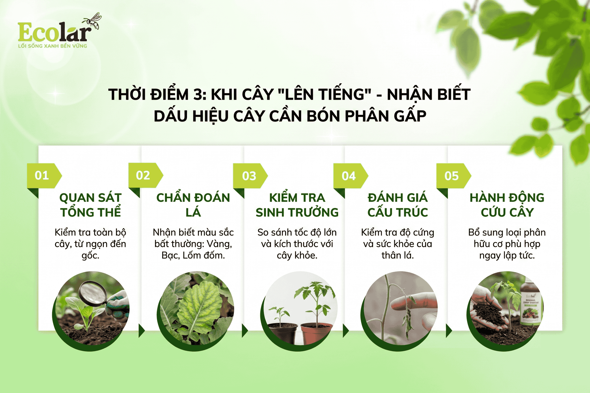an-biet-dau-hieu-cay-can-bon-phan-gap_c54ff8a3fea6462895c427b628df99c2.png