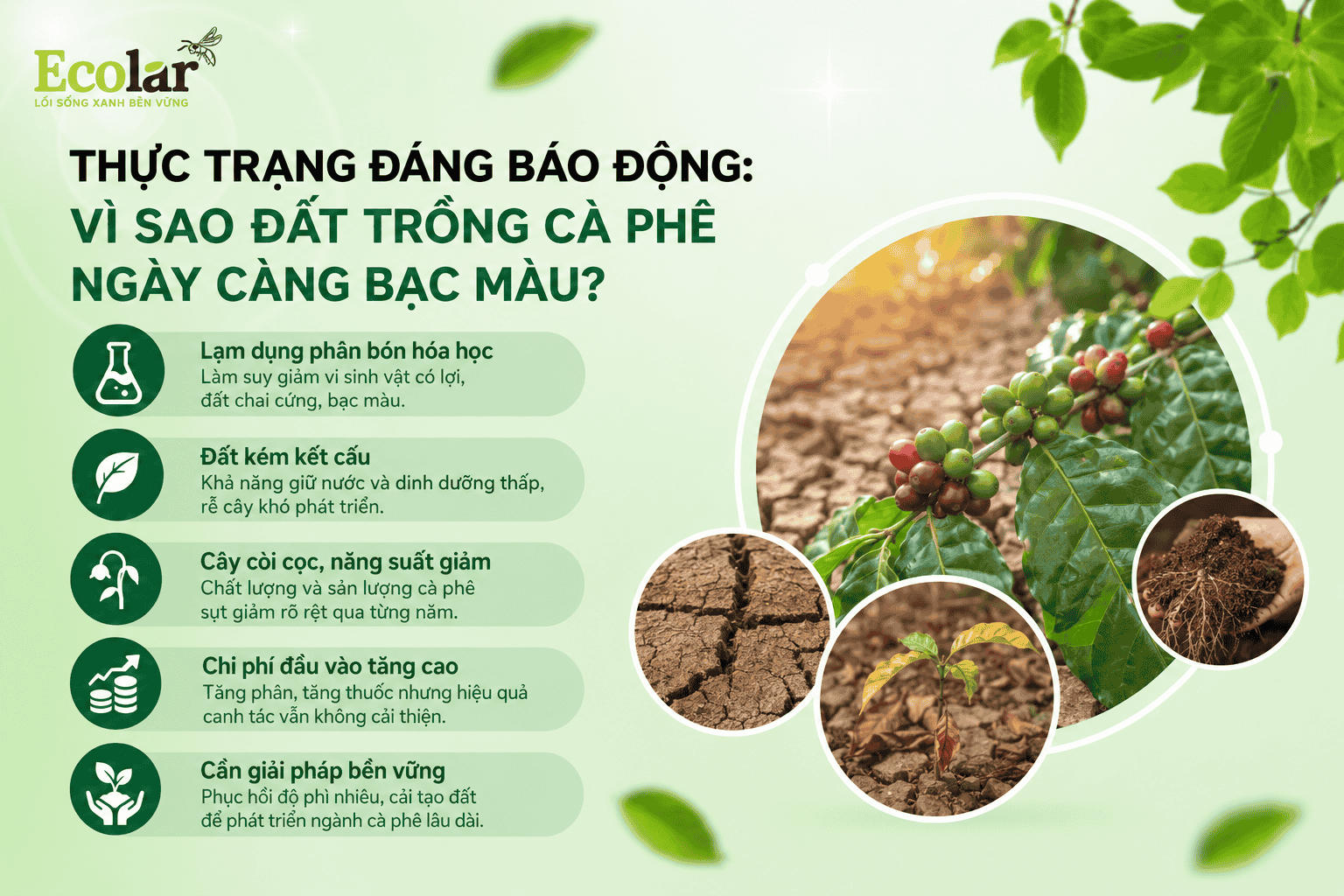 ao-dat-trong-ca-phe-ngay-cang-bac-mau_8e2b2b5a980247bca18317ea31e51aa2 (1).png