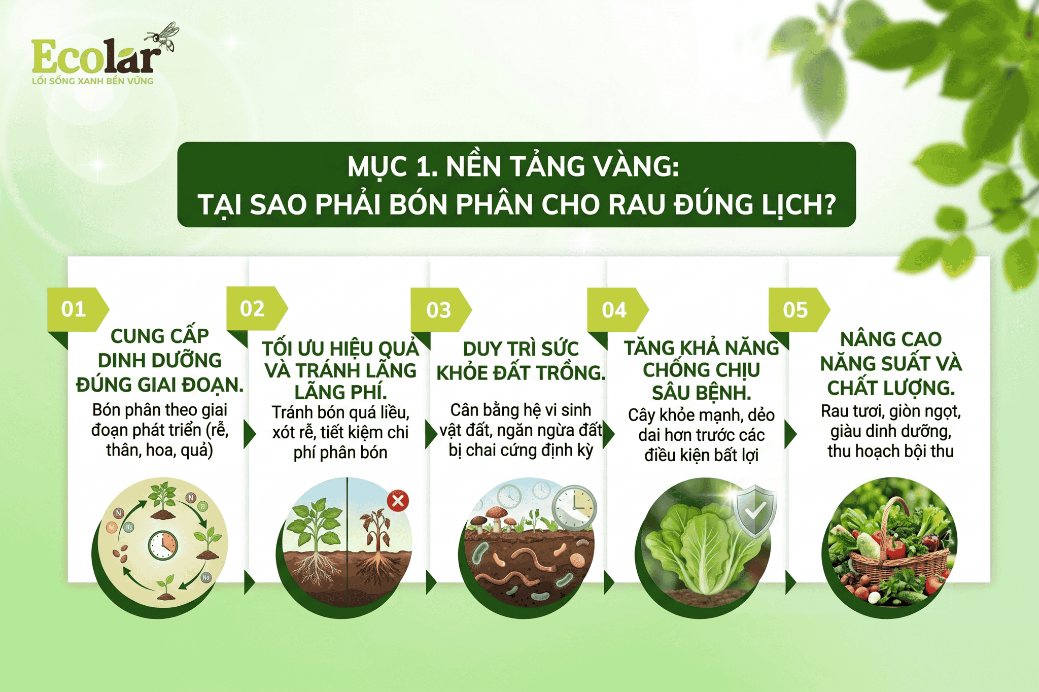 i-sao-phai-bon-phan-cho-rau-dung-lich_b1ba8ae88ea0498594a3ec34ef0d89ac.png