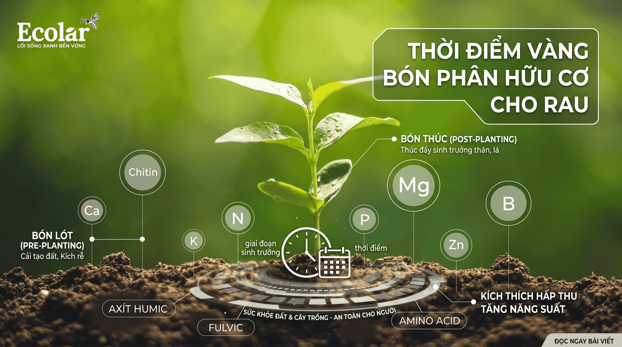 khi-nao-nen-bon-phan-huu-co-cho-rau-thoi-diem-chuan-de-ap-dung_335fb7bbcf3c420cb8a593773dce293d.png
