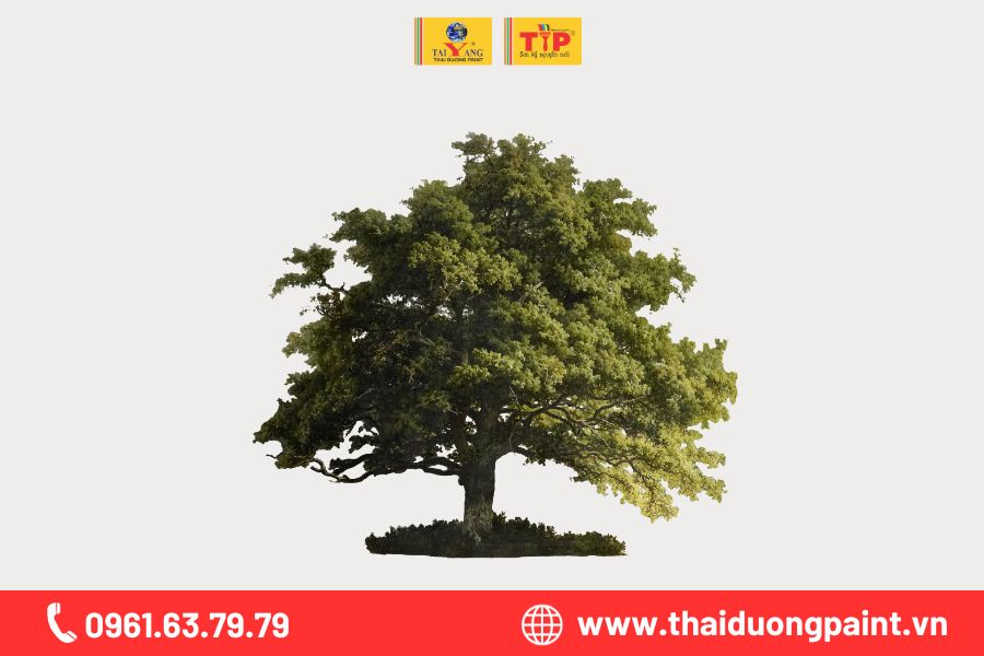 mệnh mộc hợp màu gì.jpg