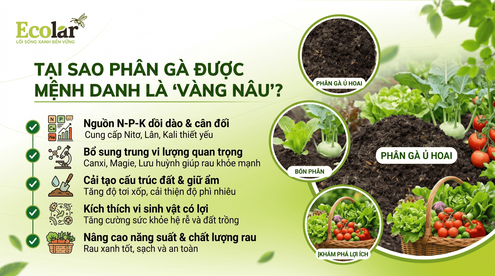 oc-menh-danh-la-vang-nau-cho-vuon-rau_6984ced94c034e1c971d8238b9654fae (1).png