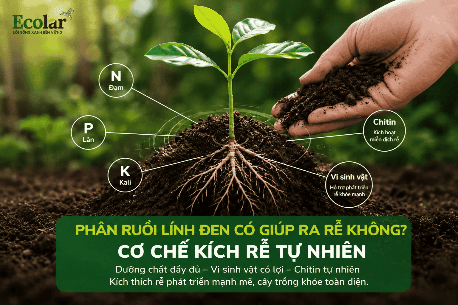 phan-ruoi-linh-den-co-giup-ra-re-khong-co-che-kich-re-tu-nhien_53054767de5e42c08df996d27de91e7...png