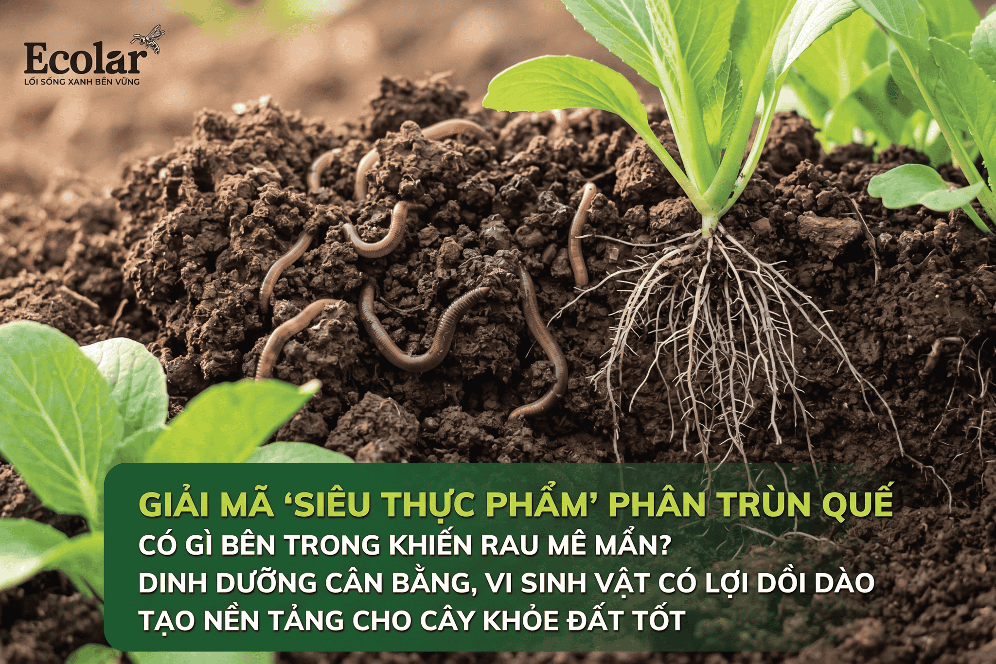 -que-co-gi-ben-trong-khien-rau-me-man_.png