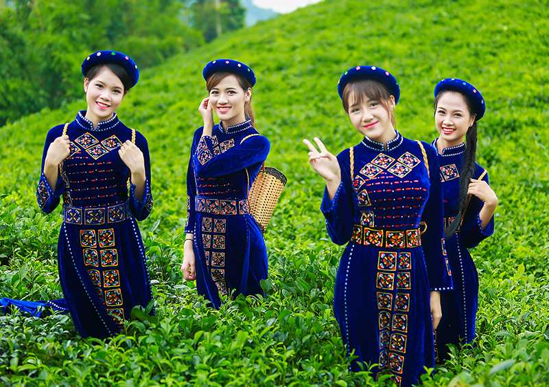Tùy vào quy cách thu hái nguyên liệu thì giá trà Thái Nguyên sẽ khác nhau.jpg