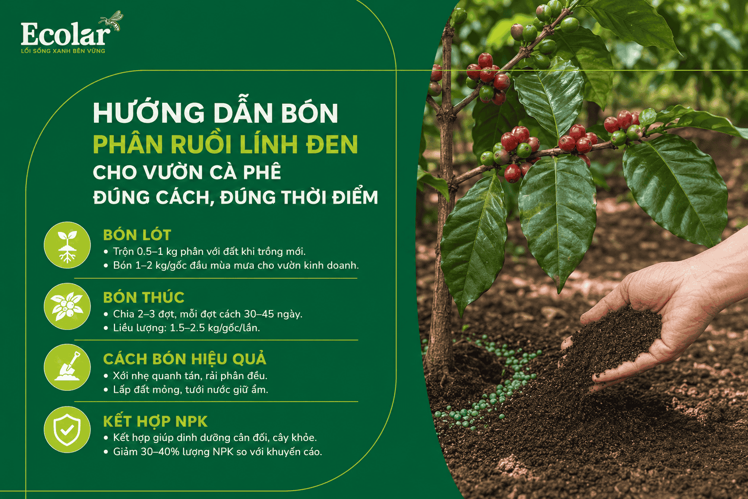 -vuon-ca-phe-dung-cach-dung-thoi-diem_20ff8ad97da2449ab991a6113bc94171 (1).png