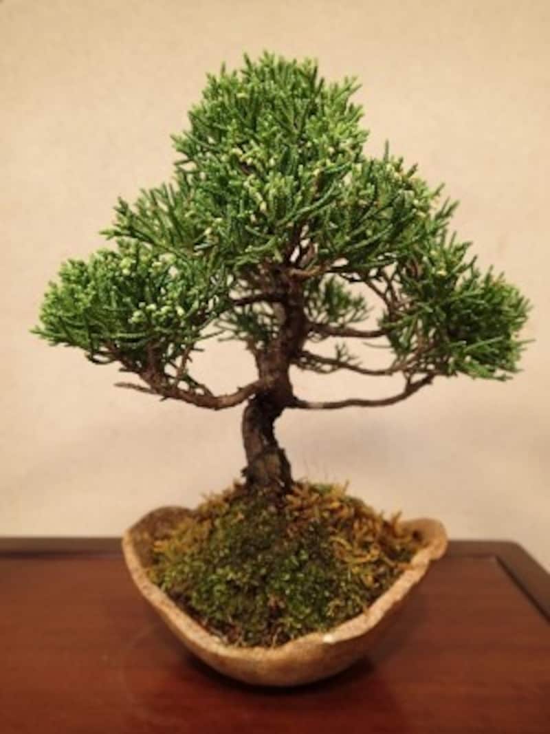 y-tuong-mo-mot-vuon-bonsai-san-vuon-dep-tu-lam.jpg