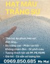 hat-giong-mau-trang-su.jpg