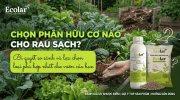 loai-phan-huu-co-nao-tot-cho-rau-sach-so-sanh-nhanh-de-chon-dung (1).png