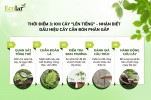 an-biet-dau-hieu-cay-can-bon-phan-gap_c54ff8a3fea6462895c427b628df99c2.png