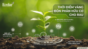 khi-nao-nen-bon-phan-huu-co-cho-rau-thoi-diem-chuan-de-ap-dung_335fb7bbcf3c420cb8a593773dce293d.png