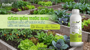 cach-bon-thuc-rau-bang-phan-huu-co-dung-cach-sau-khi-trong_f57d6ba393314ca48015faf05c0a5638.png