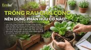 trong-rau-ban-cong-nen-dung-phan-huu-co-nao-tot-nhat_73e728ebd8c947e9aeabb2a1321d08d9 (1).png