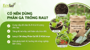 co-nen-dung-phan-ga-cho-rau-khong-cach-dung-an-toan-hieu-qua.png