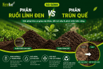 so-sanh-phan-ruoi-linh-den-va-phan-trun-que-nen-chon-loai-nao.png