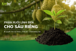 phan-ruoi-linh-den-cho-sau-rieng-giai-phap-nuoi-re-va-cai-tao-dat_45cfed31d667492ebc55371bf807...png