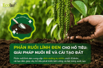 phan-ruoi-linh-den-cho-ho-tieu-giai-phap-nuoi-re-va-cai-tao-dat.png