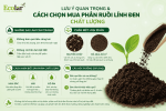 hon-mua-phan-ruoi-linh-den-chat-luong_a7fabb8e6d89432383f9d834594b4488 (1).png