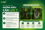 t-qua-thuc-te-va-nhung-dieu-can-luu-y_327152dbaedc4242a46e422d6ca90d6d (1).png