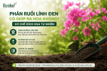 phan-ruoi-linh-den-co-giup-ra-hoa-khong-co-che-kich-hoa-tu-nhien_1cdea895111c4310b35780bd16750...png