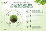 -ruoi-linh-den-gia-tot-chat-luong-cao_eaf05ee535864aa8b342dc2c09b49ec4 (1).png