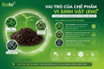 t-vai-tro-cua-che-pham-vi-sinh-vat-em_75894ae3378a4b9baa4365b03ff5dee7 (1).png
